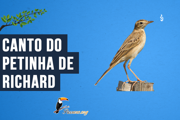 Canto do Petinha-de-richard