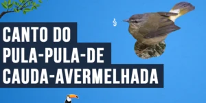 Canto do Pula-pula-de-cauda-avermelhada