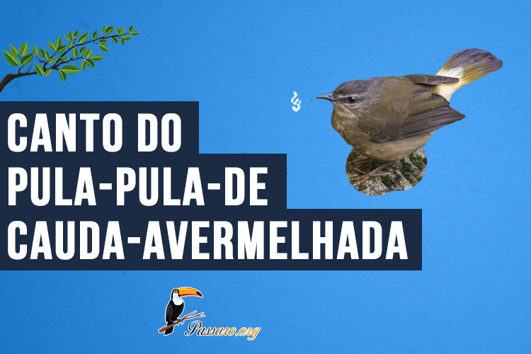 Canto do Pula-pula-de-cauda-avermelhada