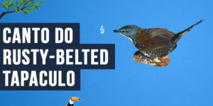 Canto do Rusty-belted tapaculo