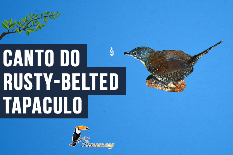 Canto do Rusty-belted tapaculo