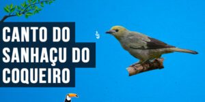 Canto do Sanhaçu-do-coqueiro