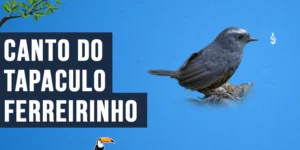 Canto do Tapaculo-ferreirinho