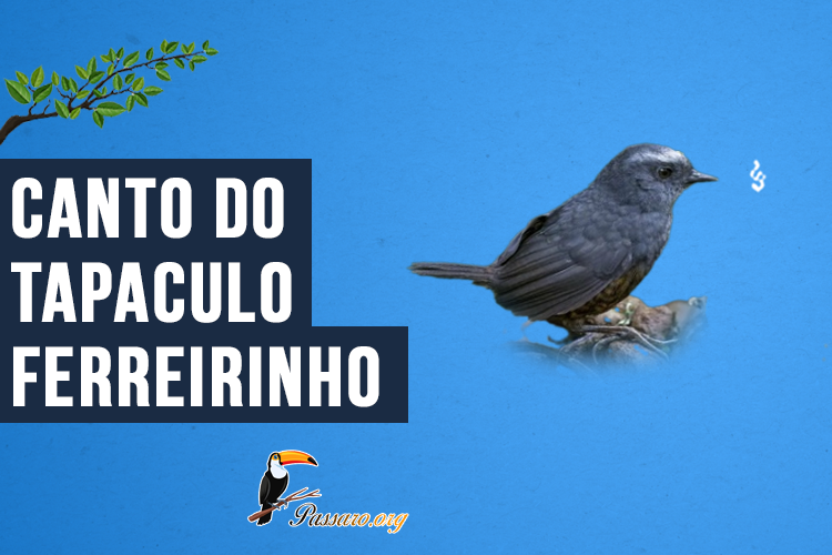 Canto do Tapaculo-ferreirinho