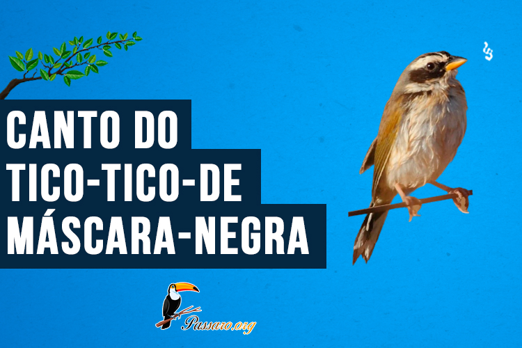 Canto do Tico-tico-de-máscara-negra