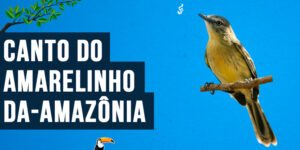 Canto do amarelinho-da-amazônia