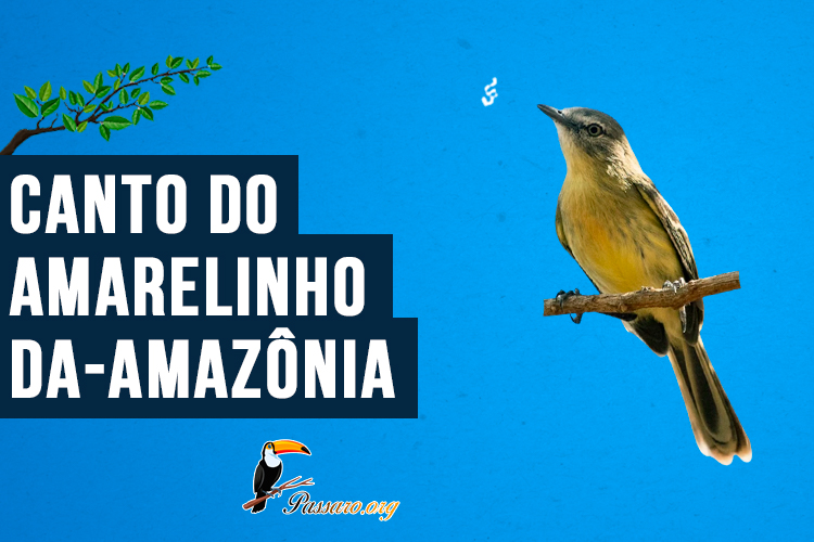 Canto do amarelinho-da-amazônia