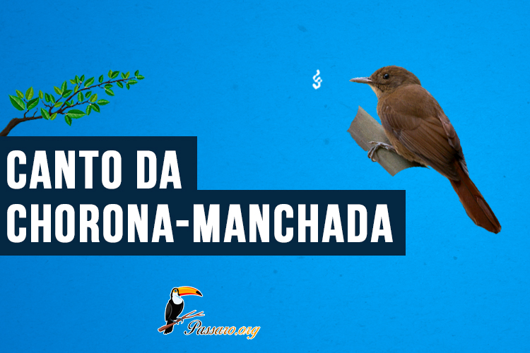 Canto do chorona-manchada