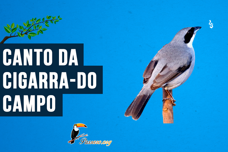 Canto do cigarra-do-campo