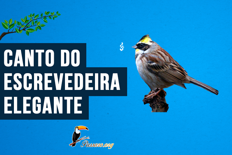 Canto do escrevedeira-Elegante