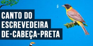 Canto do escrevedeira-de-cabeça-preta