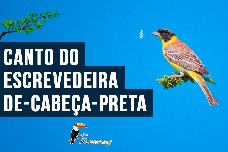 Canto do escrevedeira-de-cabeça-preta