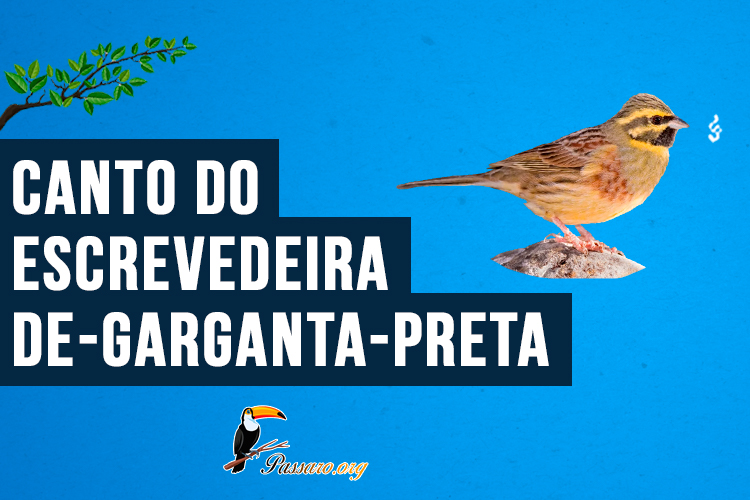 Canto do escrevedeira-de-garganta-preta