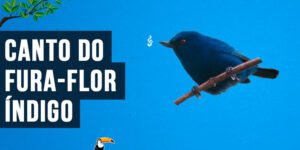 Canto do fura-flor-índigo