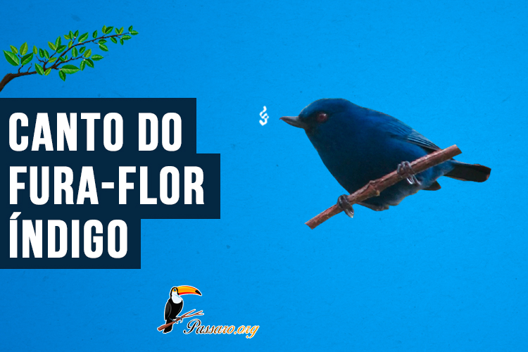 Canto do fura-flor-índigo