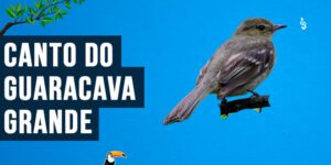 Canto do guaracava-grande