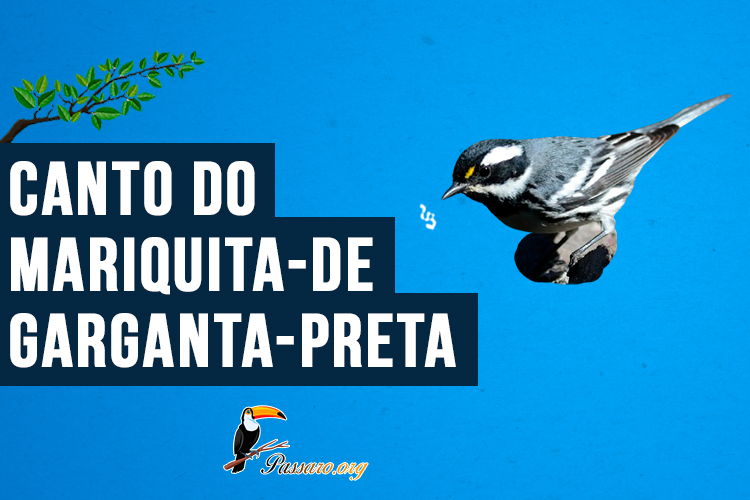 Canto do mariquita-de-garganta-preta