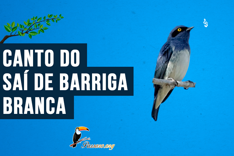 Canto do saí-de-barriga-branca