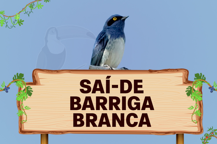 Sai-de-barriga-branca