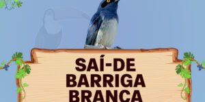 Sai-de-barriga-branca