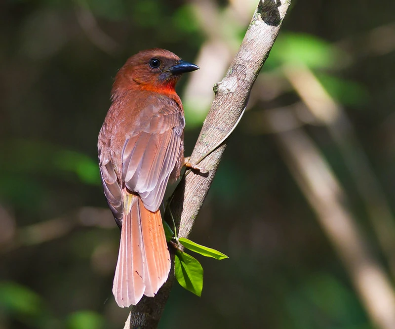 alimentacao do black-cheeked ant tanager