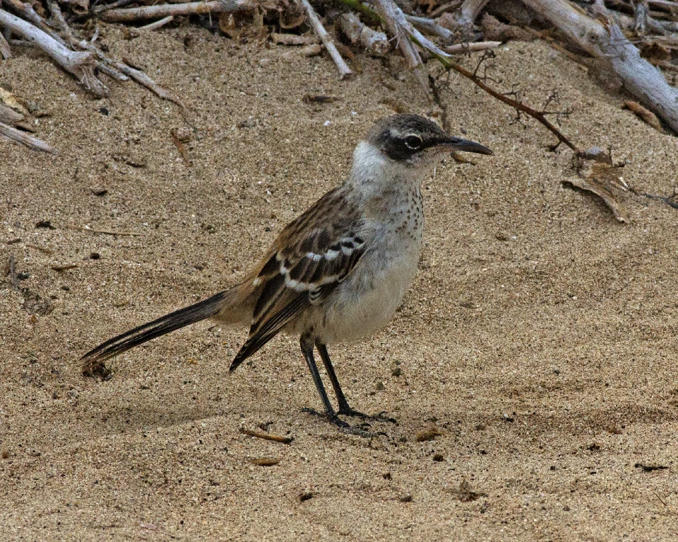 alimentacao do mimao de galapagos