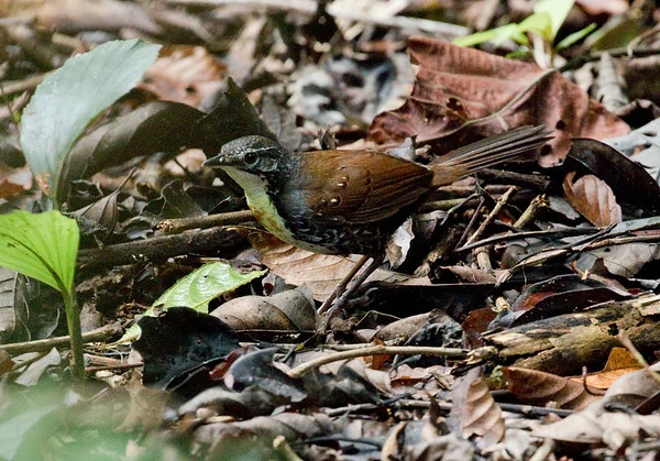 alimentacao do rusty-belted tapaculo