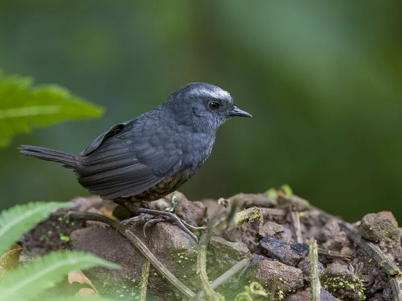 alimentacao do tapaculo-ferreirinho