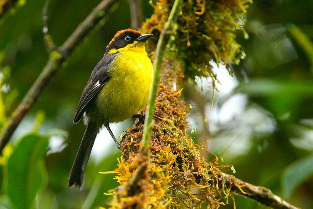 alimentacao do tico-tico-boliviano