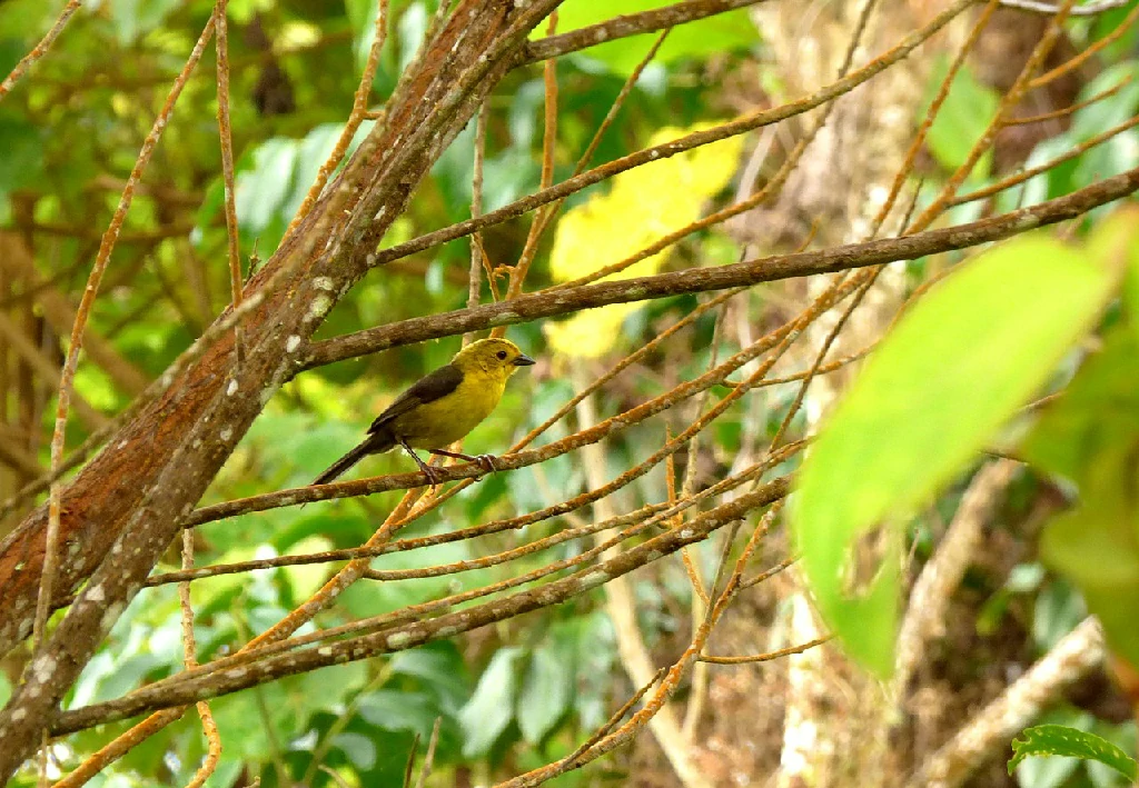 alimentacao do tico-tico-de-cabeça-amarela