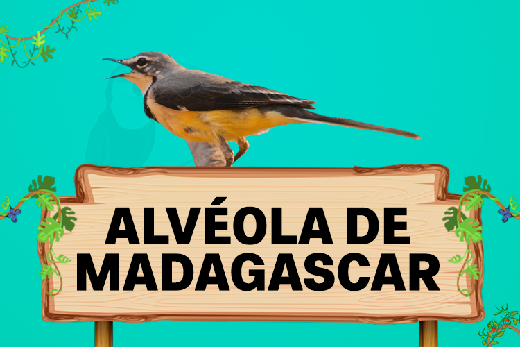 alveola de madagascar