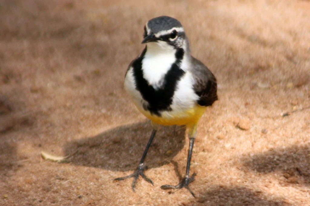 alveola de madagascar