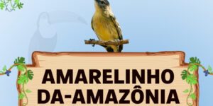 amarelinho da amazonia