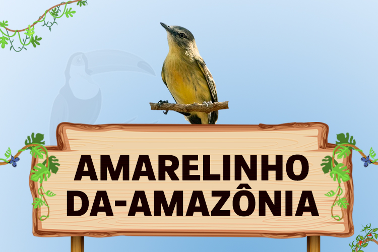 amarelinho da amazonia