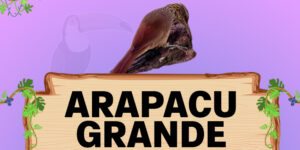 arapacu grande