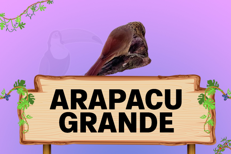 arapacu grande