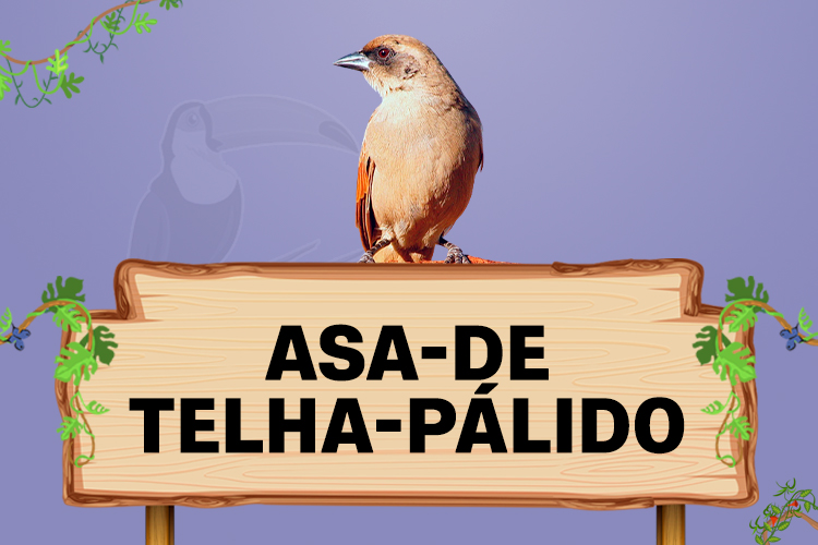 asa de telha palido