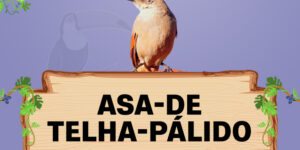 asa de telha palido