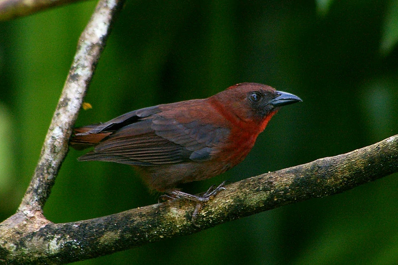 black-cheeked ant tanager