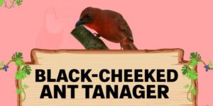 black cheeked ant tanager