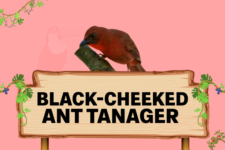 black cheeked ant tanager
