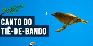 canto do Tiê-de-bando