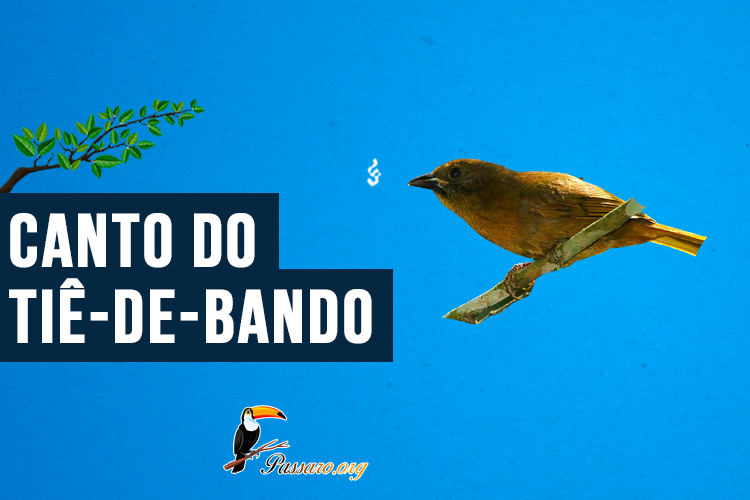 canto do Tiê-de-bando