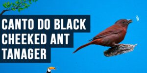 canto do black-cheeked ant tanager