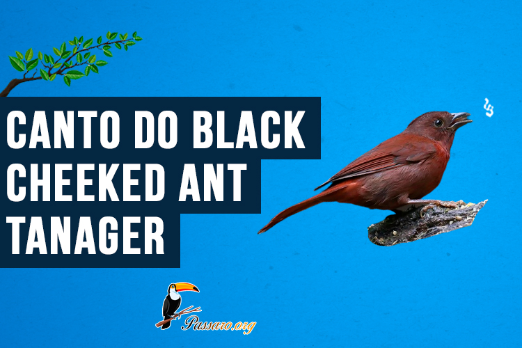 canto do black-cheeked ant tanager