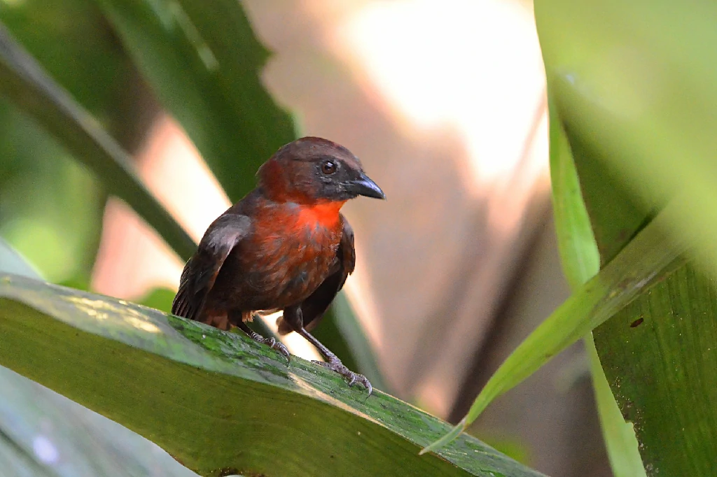 canto do black-cheeked ant tanager