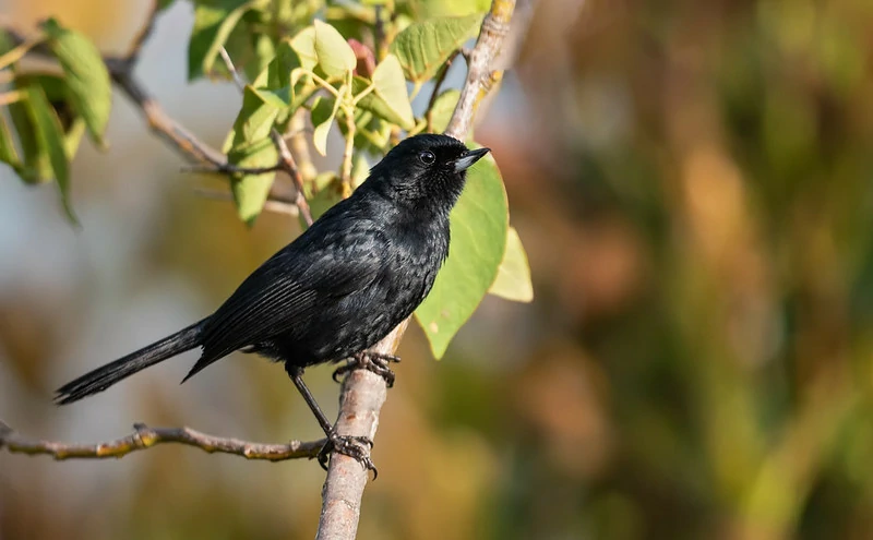 canto do fura-flor-preto