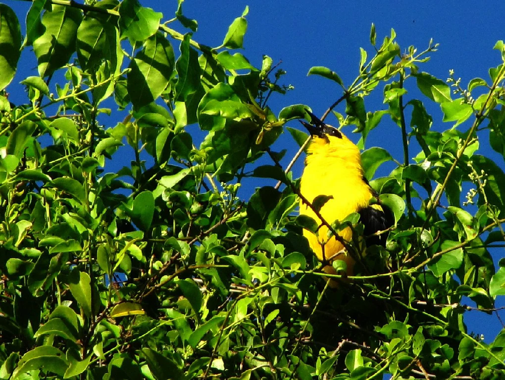 canto do irataua-grande