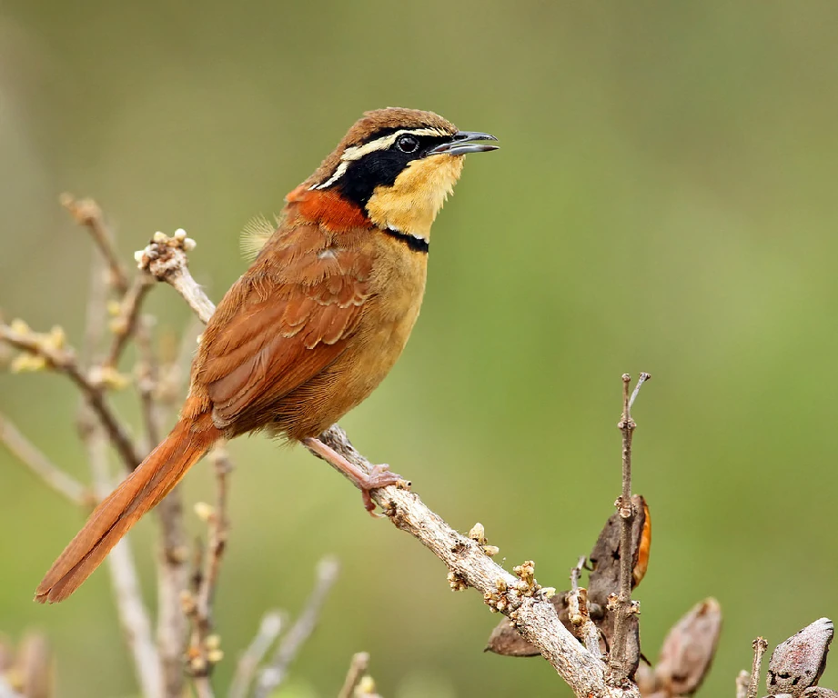 canto do meia-lua-elegante