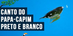 canto do papa-capim-preto-e-branco